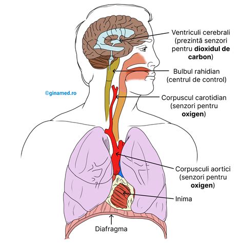 Infografic: Cum influențează sarcina sistemul respirator