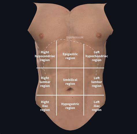 Diagrama anatomiei abdominale