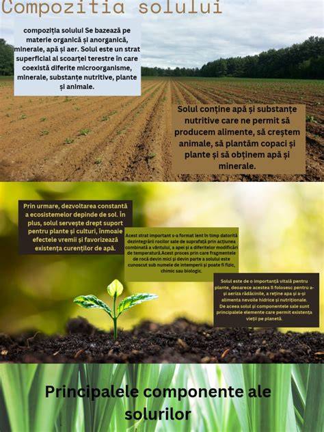 Infografic: Compoziția tipică a solului fertil