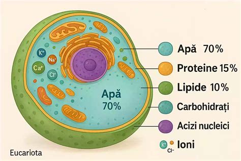 Compoziția chimică a plantei Năpraznic