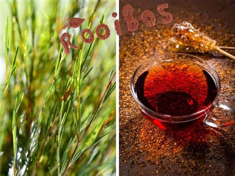 Planta de Rooibos in habitatul sau natural