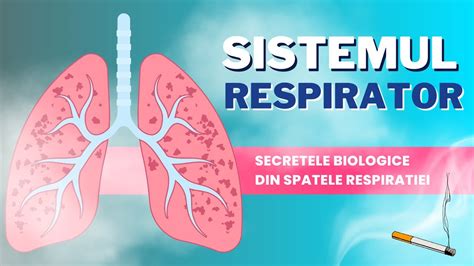 Schemă a funcționării rinichilor