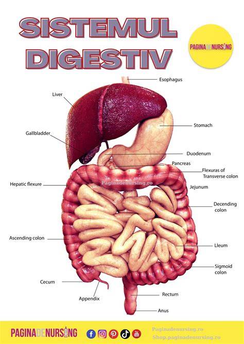 Schema procesului de digestie și efectele asupra nivelurilor de insulină după masă