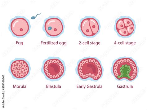 Infografic despre etapele dezvoltării embrionare: zigot, morula, blastocist, implantare