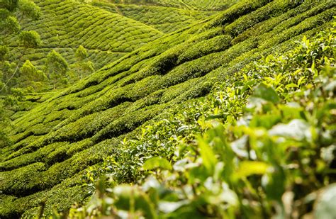 Infografic despre beneficiile plantelor din ceaiul Hapciu