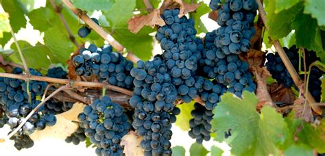 Beneficii nutrienți struguri negri: resveratrol, antociani, fibre, potasiu