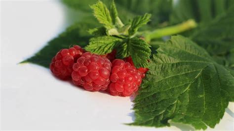 Ilustrație cu frunze de zmeur