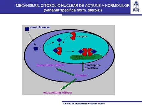 Mecanismul de acțiune al Roaccutane asupra glandelor sebacee