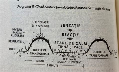 Diagrama timpului de siguranță după tratamentul cu Roaccutane pentru sarcină