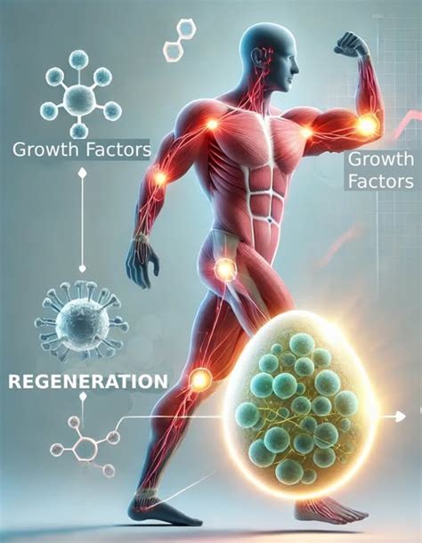 Diagramă: etapele creșterii volumului sangvin în sarcină