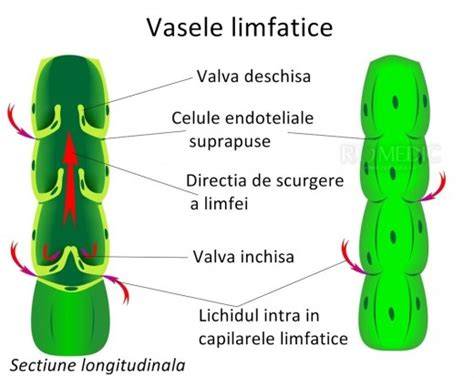 Imagine: fluxuri limfatice si edem gestational