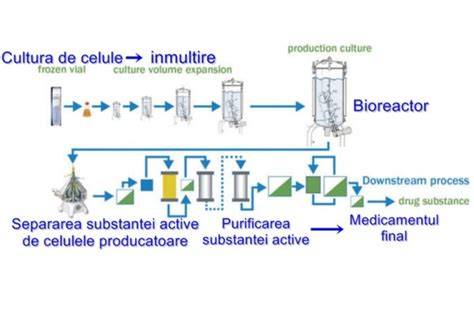 Schema mecanismelor de acțiune a medicamentelor în sarcină