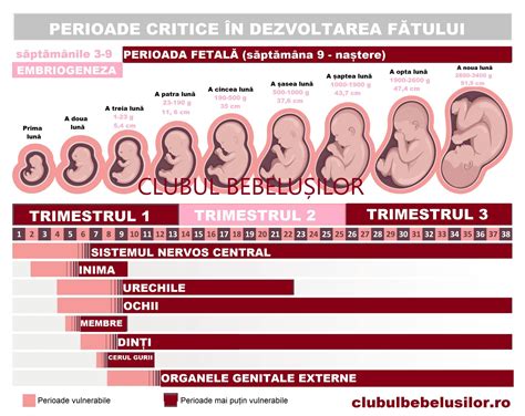Infografic despre mișcările fetale pe săptămâni de sarcină