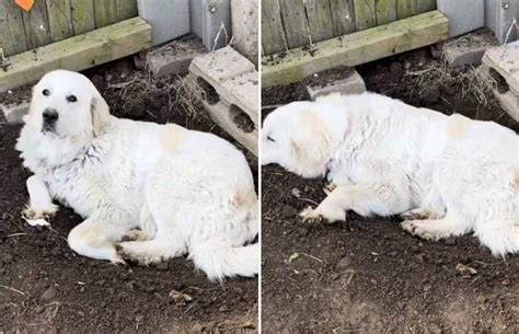 Cățelușă gestantă odihnindu-se