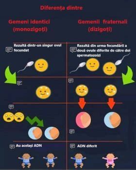 Diagrama care ilustrează formarea gemenilor identici și fraternali
