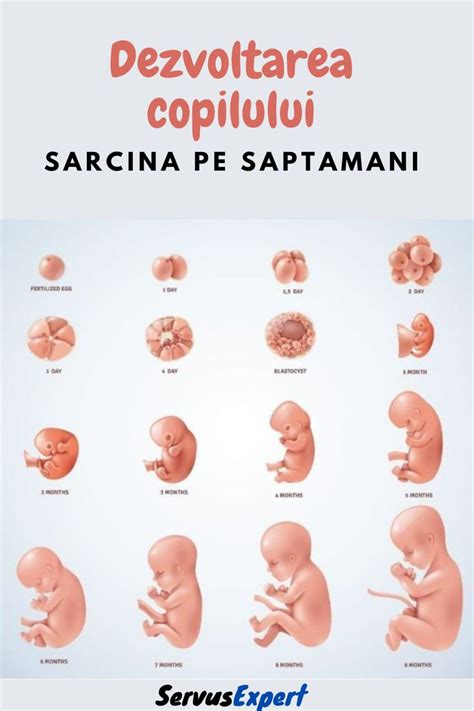 Dezvoltarea embrionului in primele saptamani de sarcina