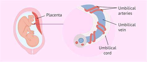 infographic_cord_umbilical_drum.png