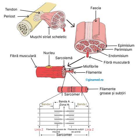 Diagrama unui scutec Evony în secțiune transversală: straturi, material textil exterior, strat interior absorbant