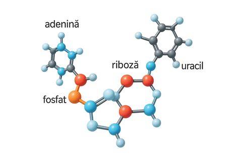 Structura chimică a compușilor din polen - antioxidanți și aminoacizi
