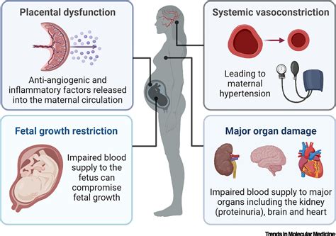 Placenta energetică și flux sangvin fetal - reprezentare infographic