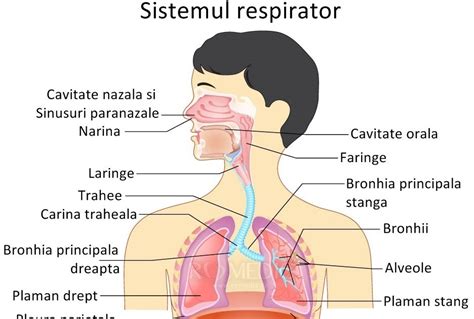 Anatomia căilor respiratorii superioare la copii