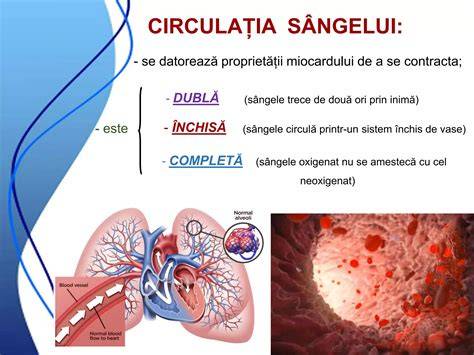 Diagramă a circulației sângelui în timpul sarcinii