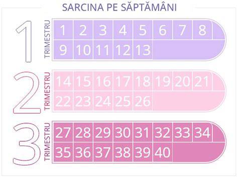 Infografic: calendarul general al sarcinii pe trimestre