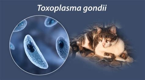 Diagrama ciclului de viață al parazitului Toxoplasma gondii