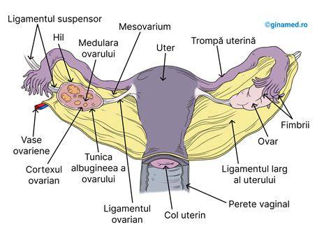 Imaginea unei femei gravide analizând o personală cantitate moderată de scorțișoară cu un cântar