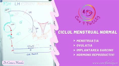 Schema care ilustrează ciclul sarcinii și recuperarea după cezariană