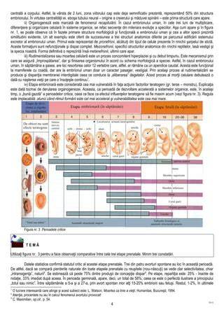 Schema procesului de implantare și dezvoltare embrionară în săptămâna 4