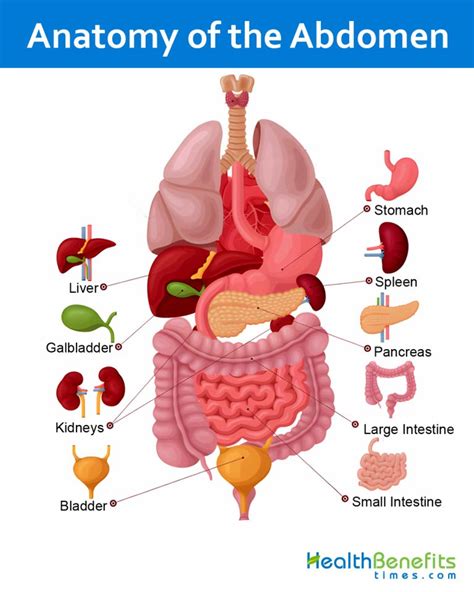 Schema modificari abdomen la 32 de saptamani