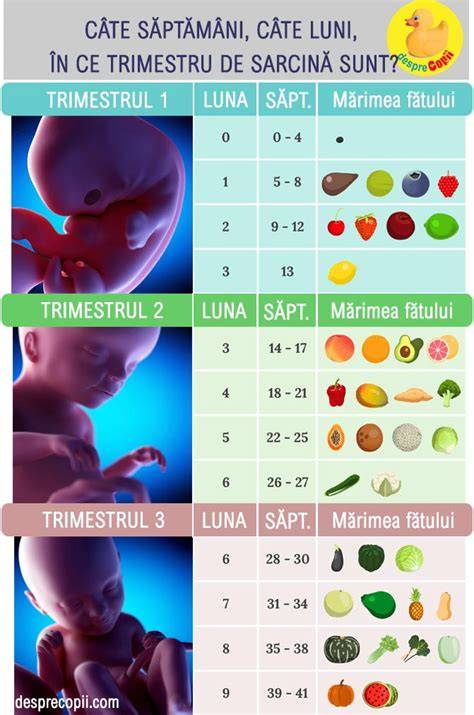 Infografic: cum se împart sarcina în săptămâni, luni și trimestre