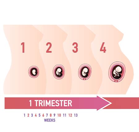 Diagramă: evoluția simptomelor în cele 3 trimestre