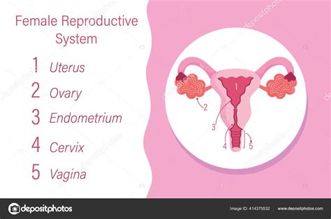 Diagrama infecțiilor genitale feminine