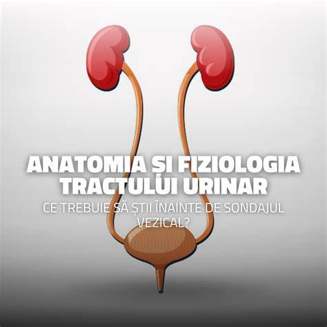 Infografic: Fiziologia tractului urinar in sarcină (presiune asupra vezicii, modificări ale urinei, risc de infecții)