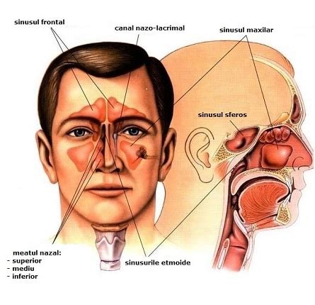 Infografic: anatomia nasului si zonele Kiesselbach si posterior, pentru intelegerea epistaxisului