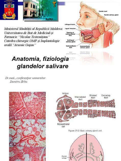 Infografic: mecanismele salivării și rolul glandelor salivare în sarcină