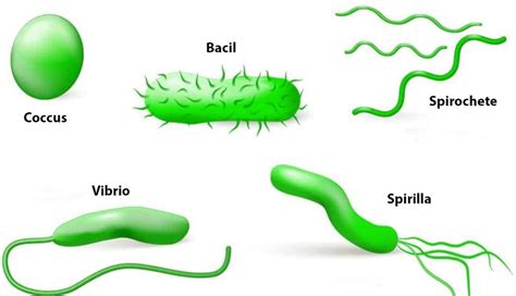 Diagrama care arată diferitele tipuri de bacterii implicate în infecțiile ginecologice