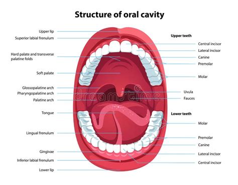 Diagrama anatomiei gurii cu palat normal și palat despicat