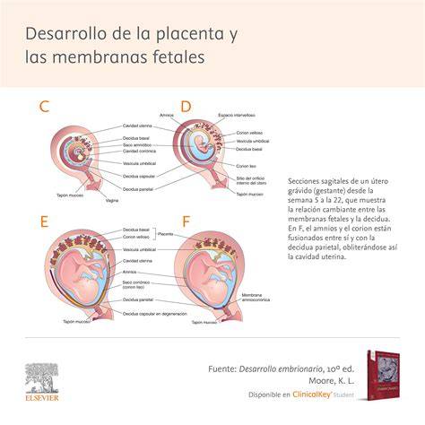 Diagrama rolurilor hCG in sarcina: corp galben, placenta, imunitate