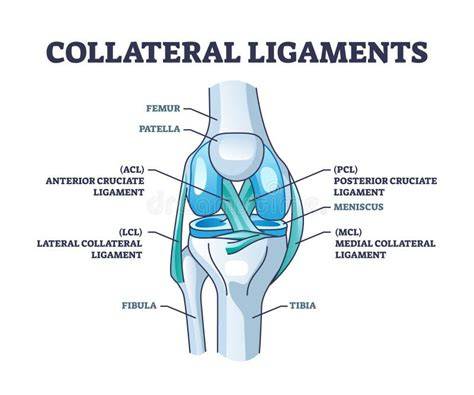 Infografic: Anatomia ligamentelor articulare, LCA/LCP, ligamente colaterale, menisc, ortopedie