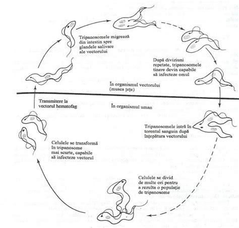 Diagrama ciclului reproductiv la câini
