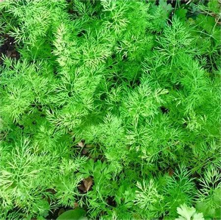 Planta de mărar cu frunze fin divizate