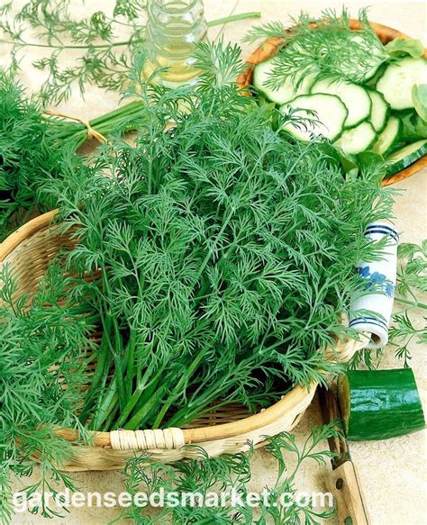 Fotografie cu semințe de mărar