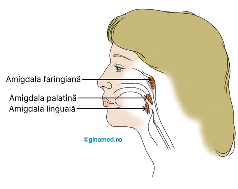 Infografic: Anatomia amigdalelor și mecanismul formării tonsilolitei