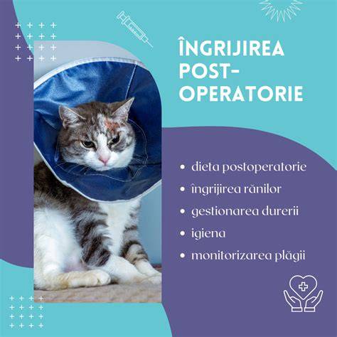 Infografic: Pași pentru îngrijirea postoperatorie a pisicii