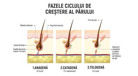 Grafica: cele 4 faze ale ciclului de crestere al parului