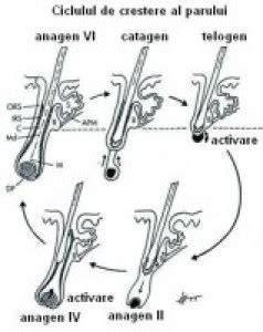Diagrama: relatie placenta activa, vitamine B, si cresterea parului