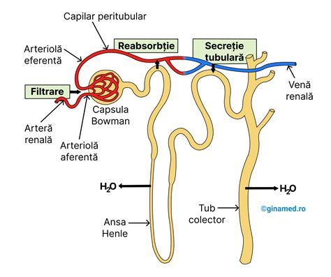 Imagine: diagrama unei nefrone cu bariera filtrantă
